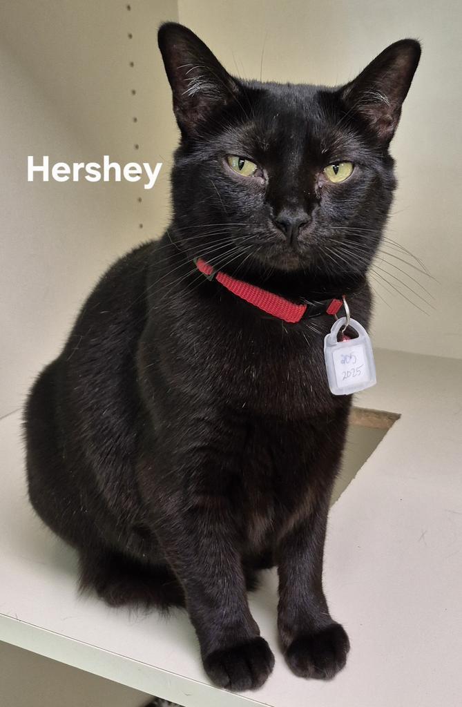 Hershey