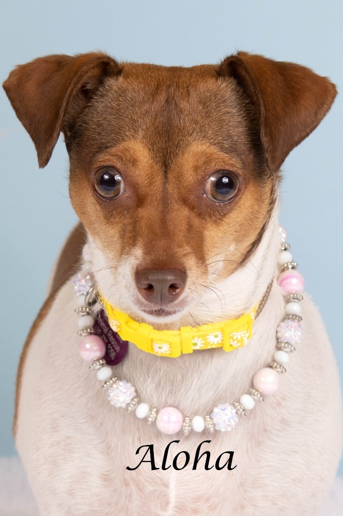 Aloha (now Lula)