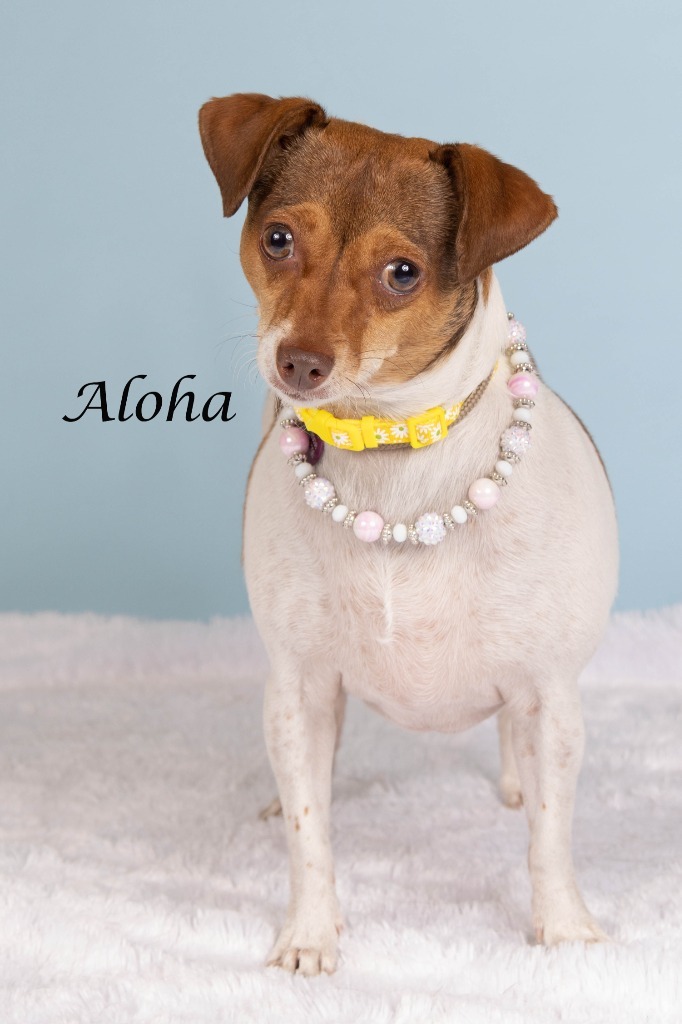 Aloha (now Lula)