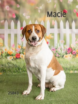 Macie is a sweet-natured girl with a classic houndy curiosity - she loves to explore the world aro