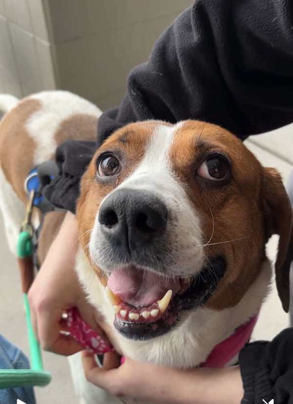 Macie