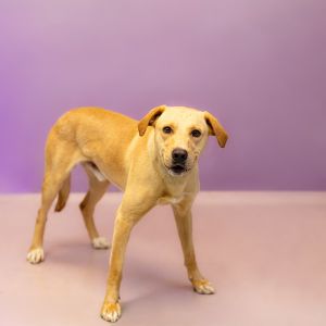 Primary Color Yellow Weight 585lbs Age 3yrs 0mths 3wks Animal has been Neutered