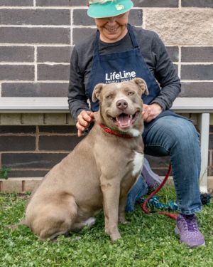 Volvo is a handsome boy with taupe colored fur and eyes to match He loves treats will sit for them