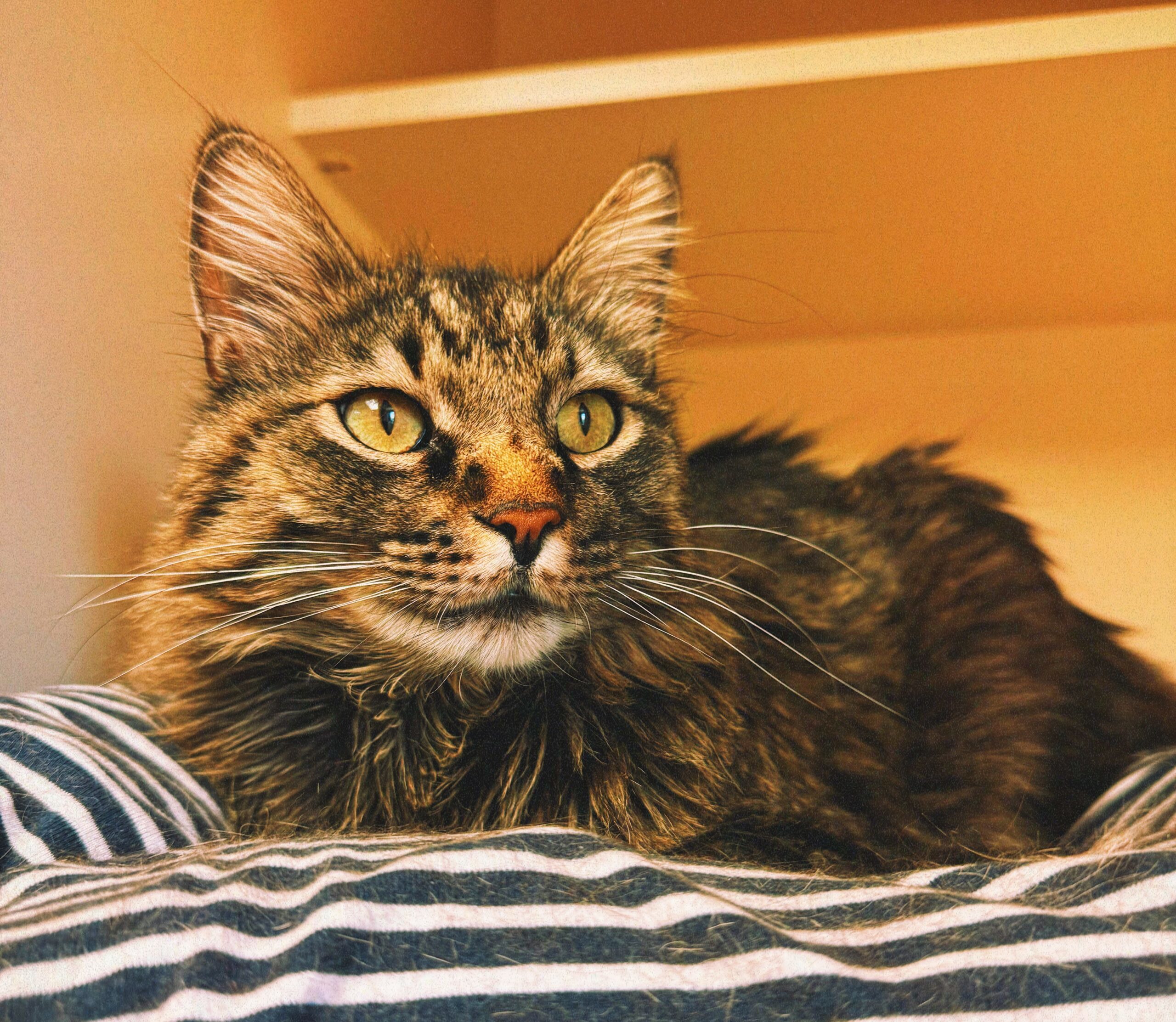 Elvis, an adoptable Domestic Long Hair in Hays, KS, 67601 | Photo Image 1