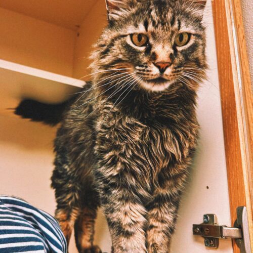Elvis, an adoptable Domestic Long Hair in Hays, KS, 67601 | Photo Image 2
