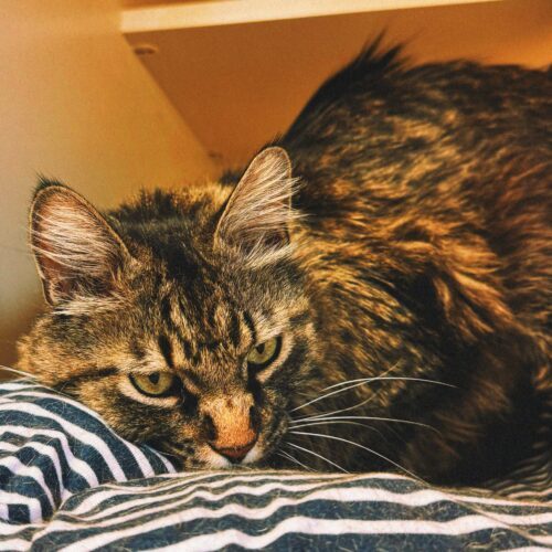Elvis, an adoptable Domestic Long Hair in Hays, KS, 67601 | Photo Image 3