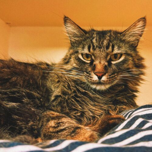 Elvis, an adoptable Domestic Long Hair in Hays, KS, 67601 | Photo Image 4