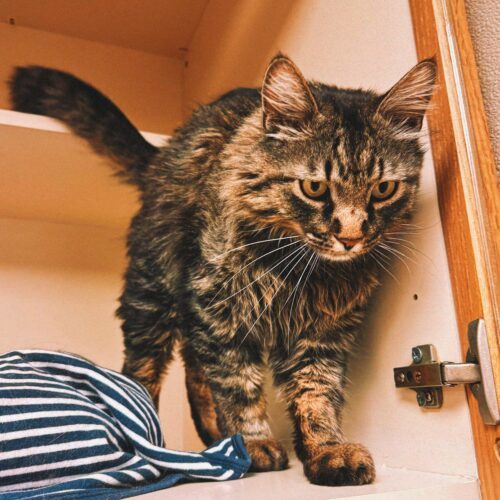 Elvis, an adoptable Domestic Long Hair in Hays, KS, 67601 | Photo Image 5