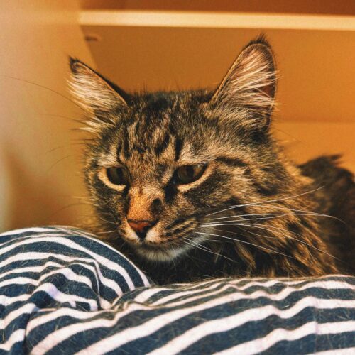 Elvis, an adoptable Domestic Long Hair in Hays, KS, 67601 | Photo Image 6
