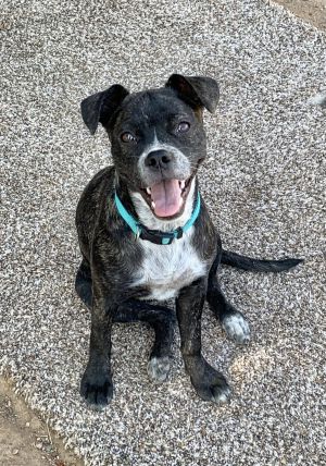 Mookie, Young Female French Bulldog