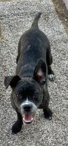 Mookie photo 2