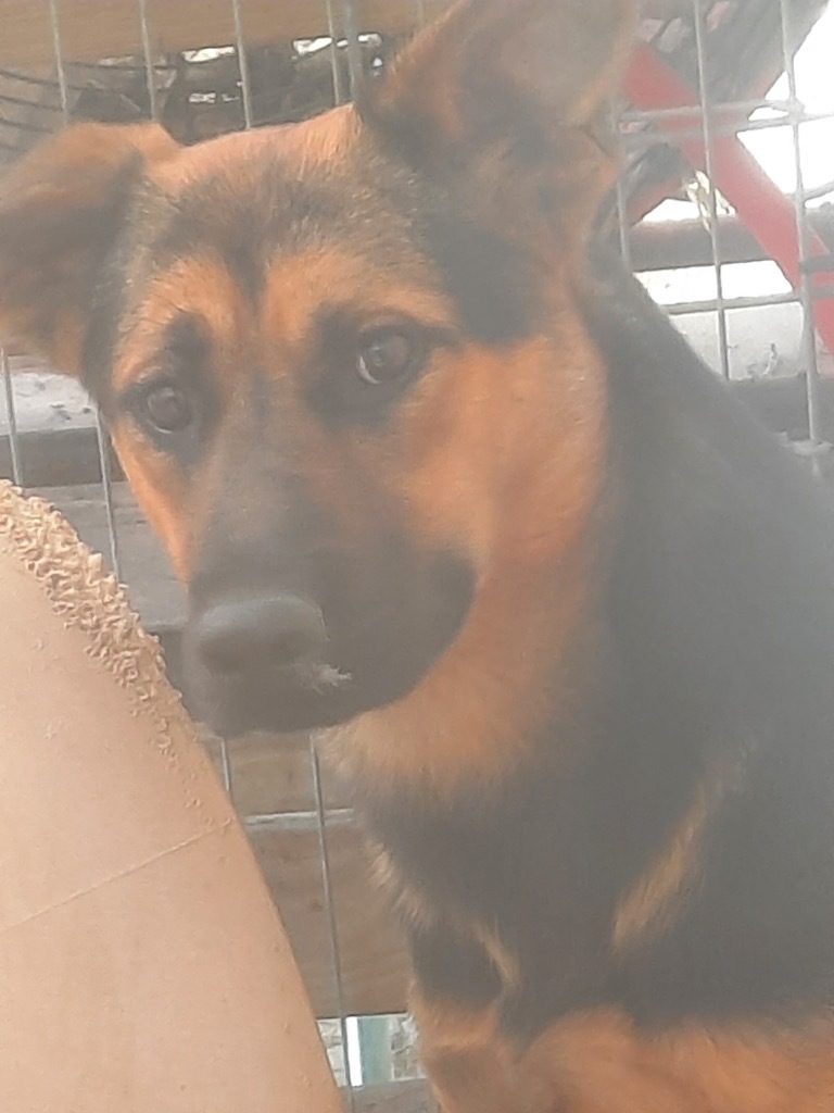 Bonnie