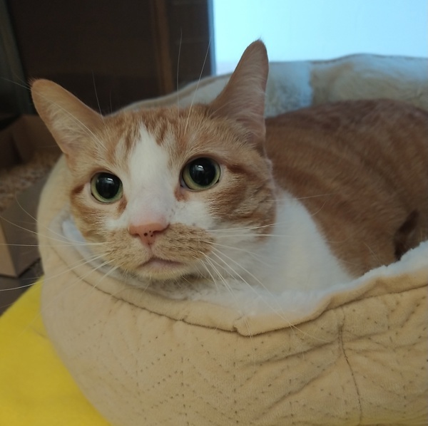 Cookie, an adoptable Domestic Short Hair in Pocatello, ID, 83205 | Photo Image 1