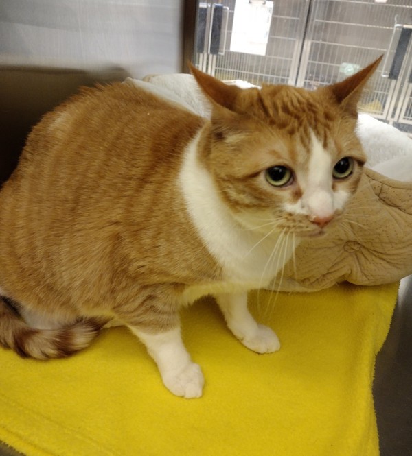 Cookie, an adoptable Domestic Short Hair in Pocatello, ID, 83205 | Photo Image 2