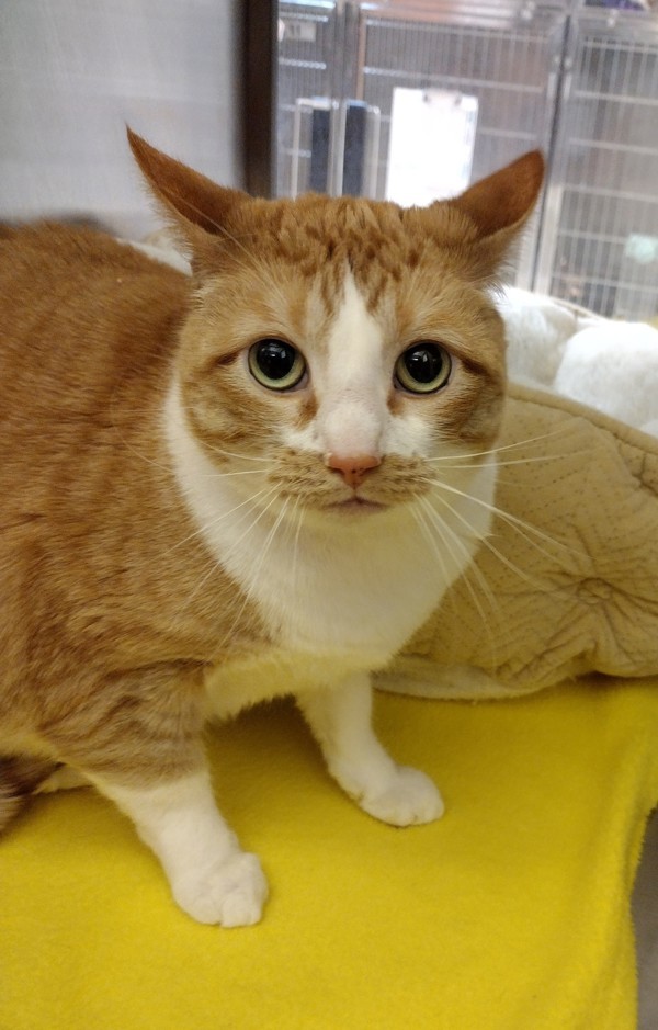Cookie, an adoptable Domestic Short Hair in Pocatello, ID, 83205 | Photo Image 3