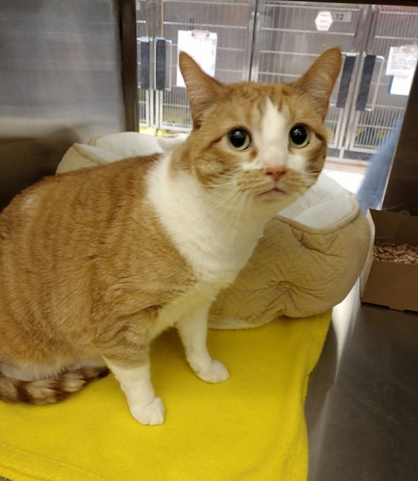 Cookie, an adoptable Domestic Short Hair in Pocatello, ID, 83205 | Photo Image 4