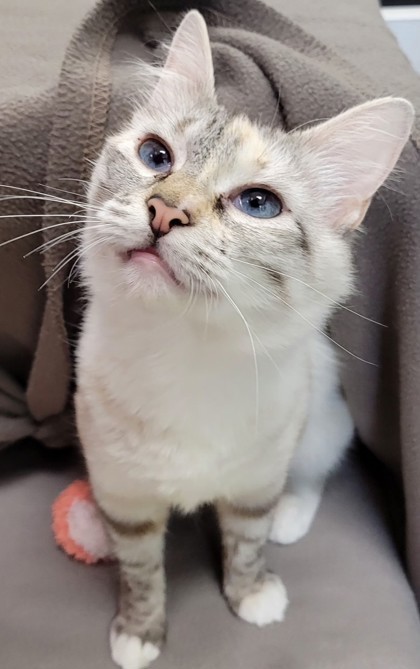 Nova