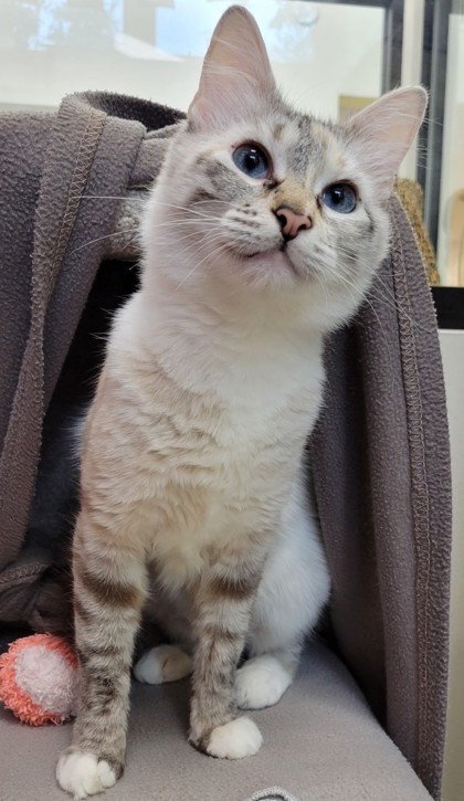Nova