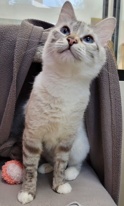 Nova