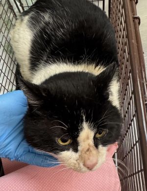 Primary Color Black Secondary Color White Weight 11375lbs Animal has been Neutered