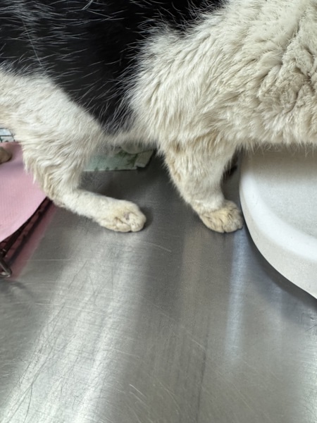 Zorro, an adoptable Domestic Short Hair in Spokane Valley, WA, 99212 | Photo Image 2