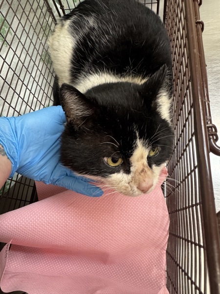 Zorro, an adoptable Domestic Short Hair in Spokane Valley, WA, 99212 | Photo Image 3