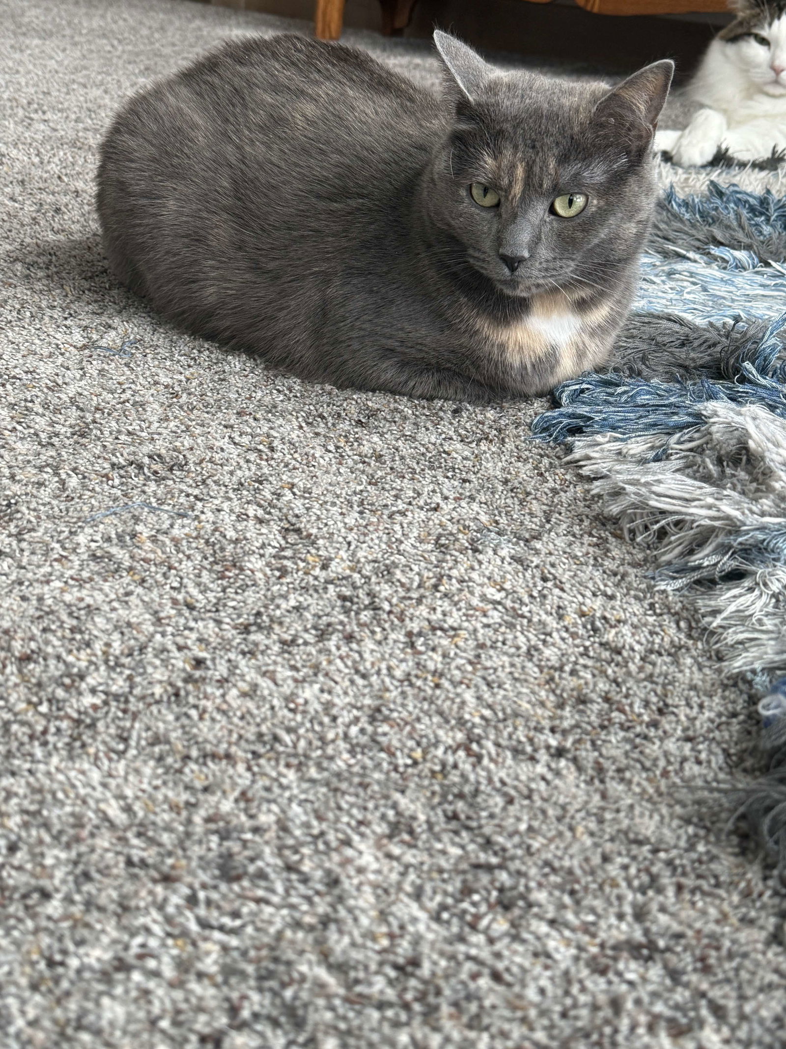 Moana