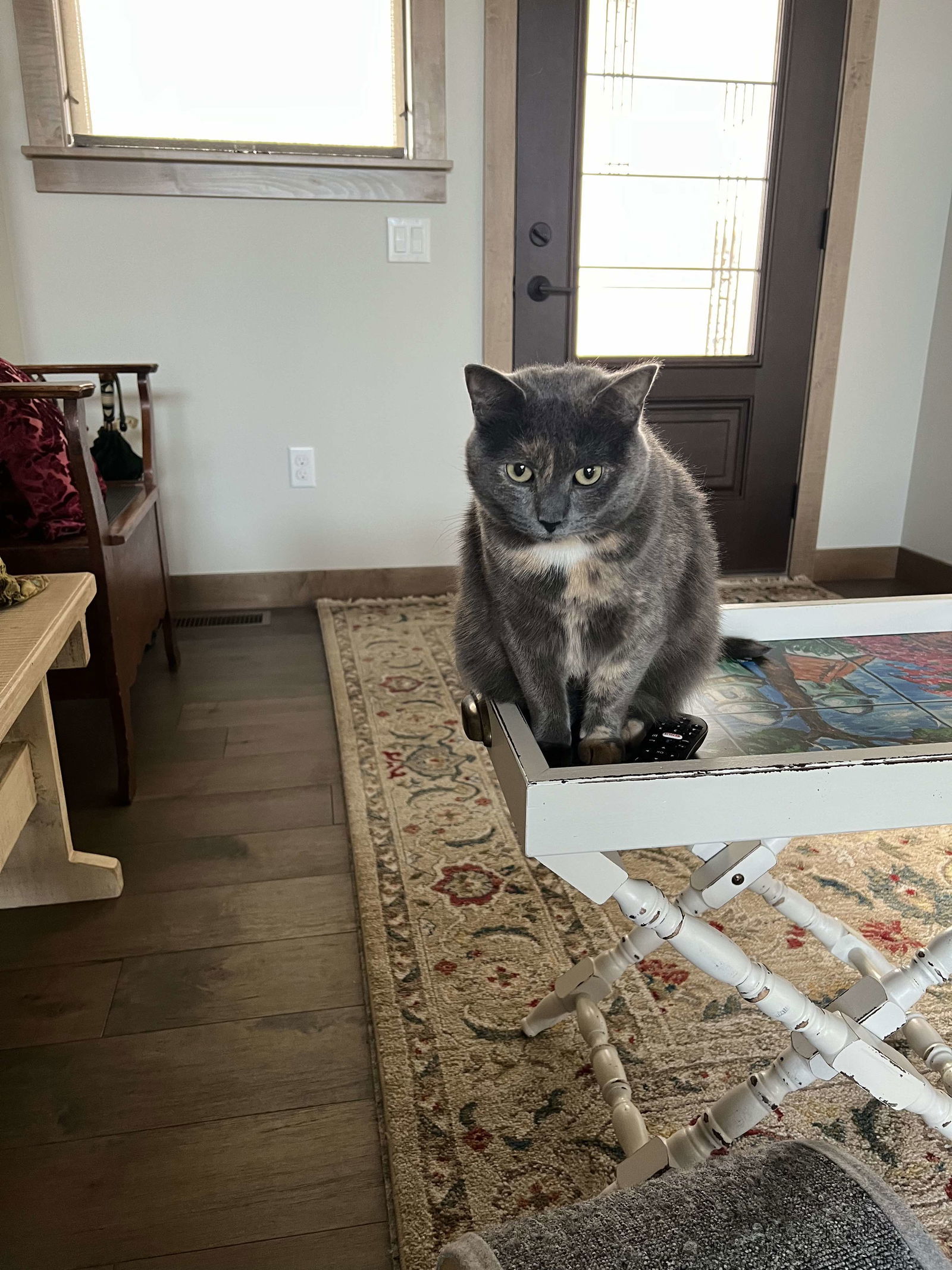 Moana, an adoptable Dilute Calico in Alexandria, MN, 56308 | Photo Image 2