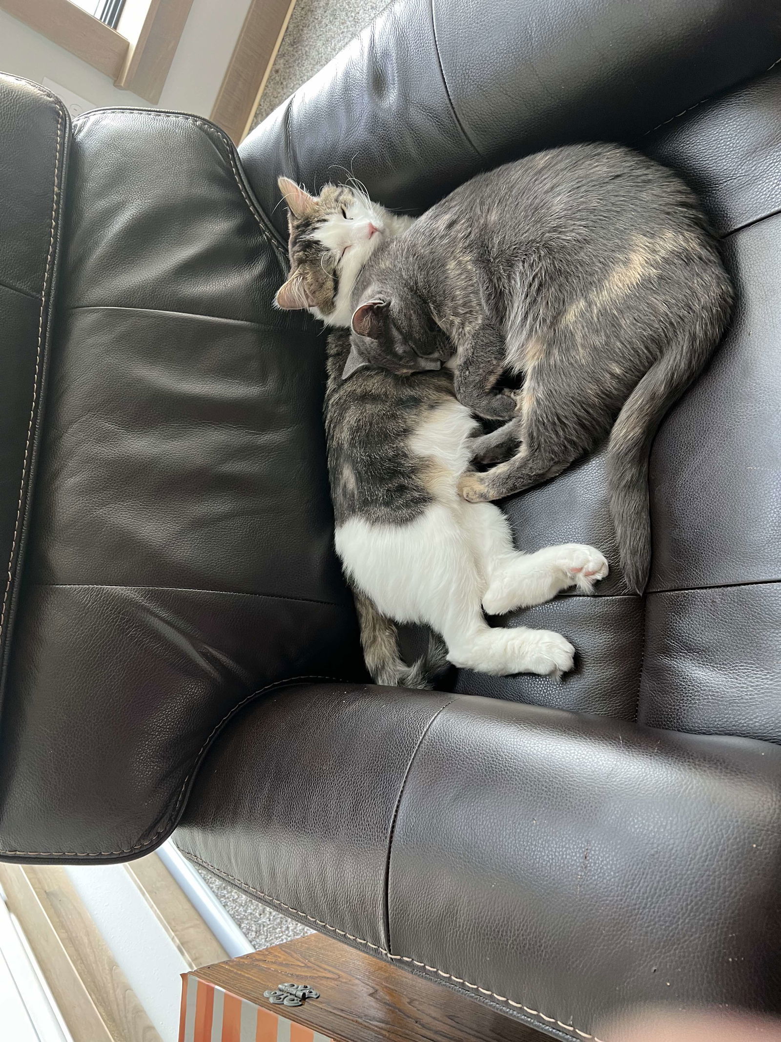 Moana, an adoptable Dilute Calico in Alexandria, MN, 56308 | Photo Image 3