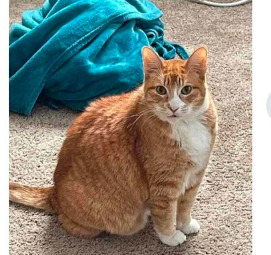 Mystery, an adoptable Domestic Short Hair in Alexandria, MN, 56308 | Photo Image 1