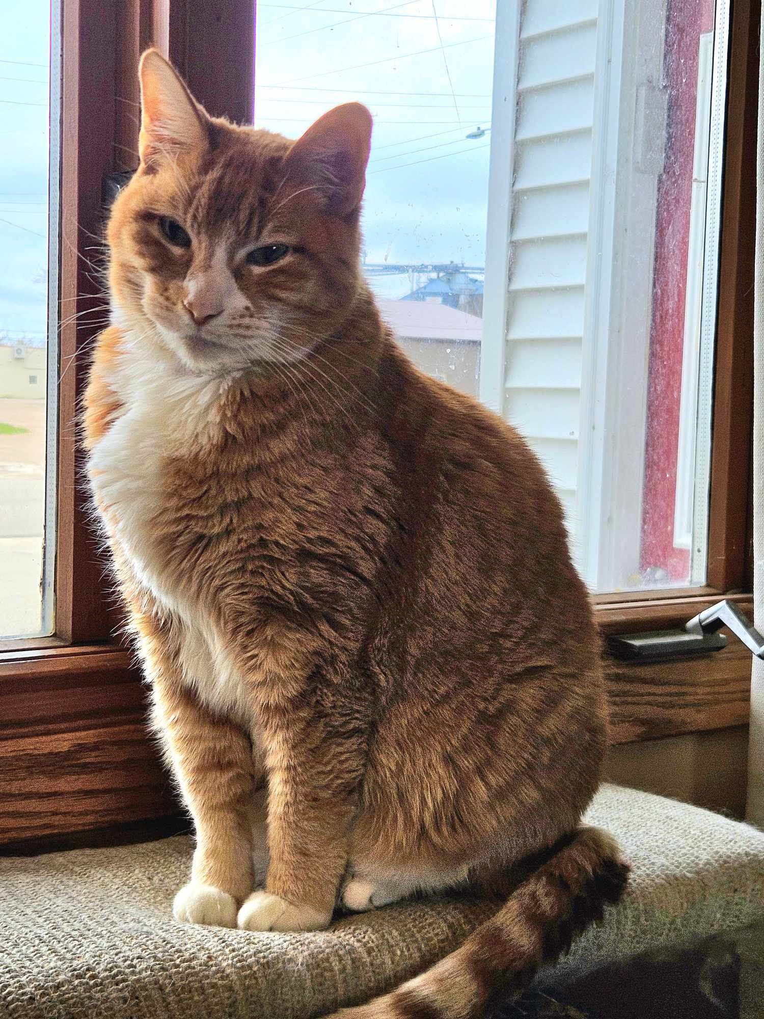 Mystery, an adoptable Domestic Short Hair in Alexandria, MN, 56308 | Photo Image 3