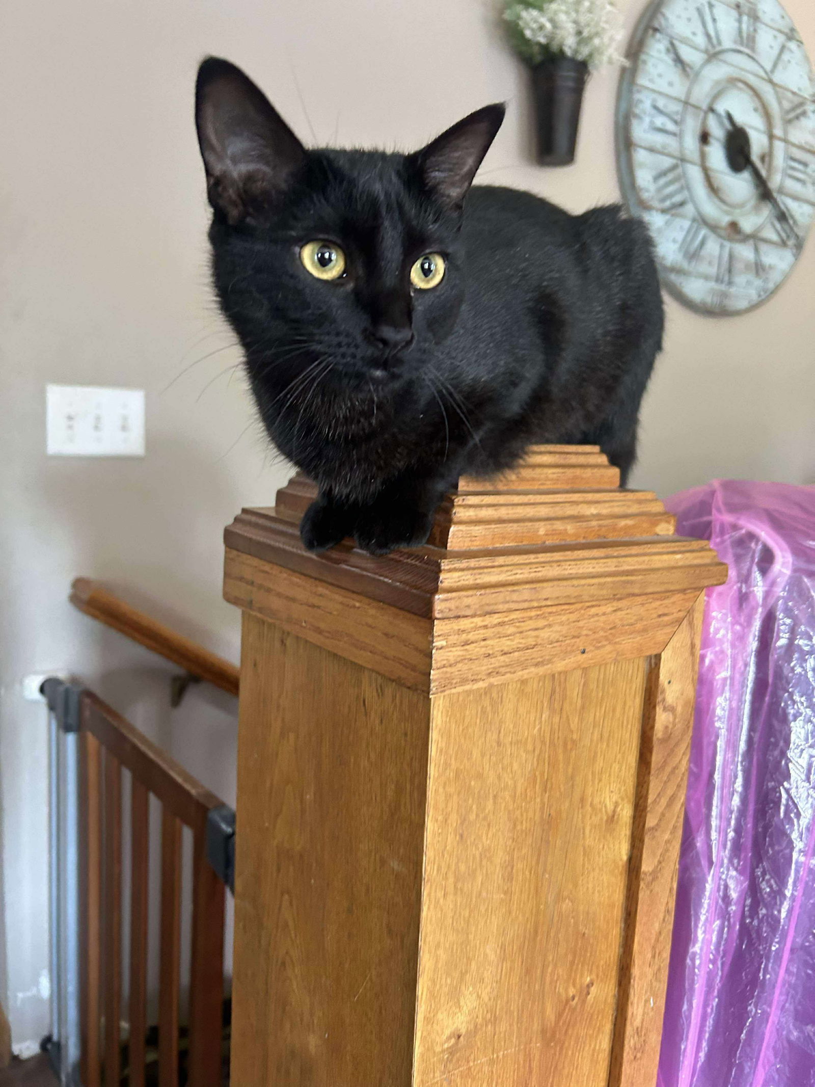 June, an adoptable Domestic Short Hair in Alexandria, MN, 56308 | Photo Image 1
