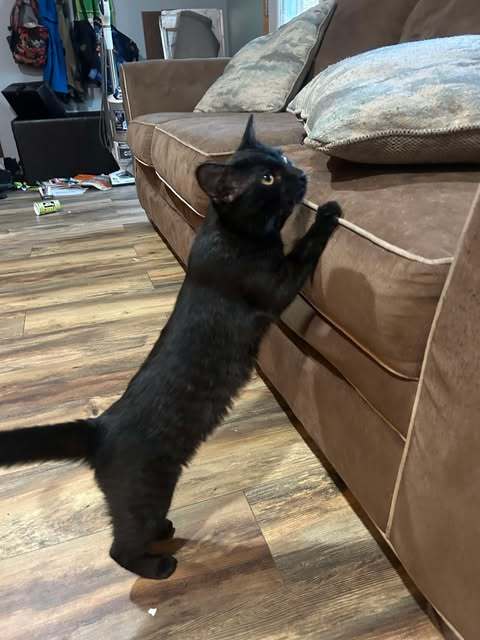 June, an adoptable Domestic Short Hair in Alexandria, MN, 56308 | Photo Image 3
