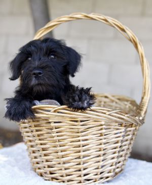 All of our dogs are spayedneutered shots current DHPP Bordetella and Rabies where applicable d