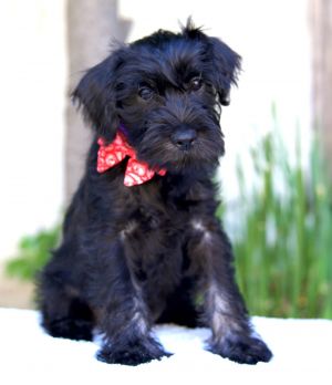 All of our dogs are spayedneutered shots current DHPP Bordetella and Rabies where applicable d