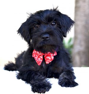All of our dogs are spayedneutered shots current DHPP Bordetella and Rabies where applicable d