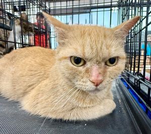 Clover is the sweetest girl and perfect for adding love to your home without an ounce of chaos She
