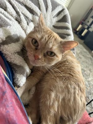 Clover is the sweetest girl and perfect for adding love to your home without an ounce of chaos She