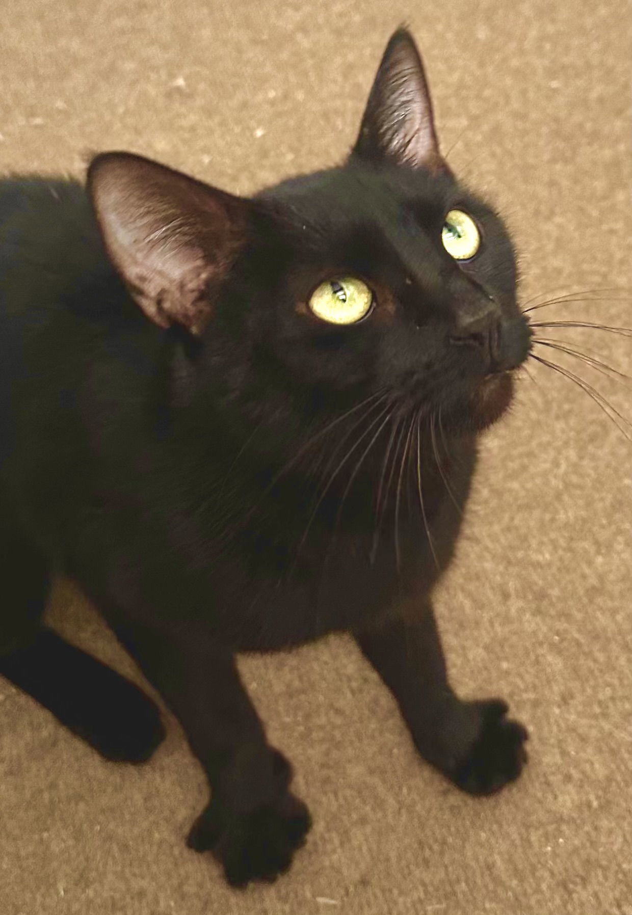 Ebony