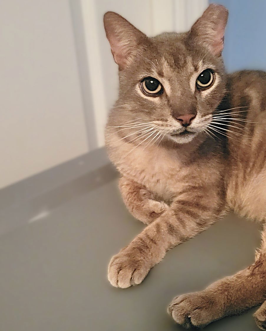 Tom