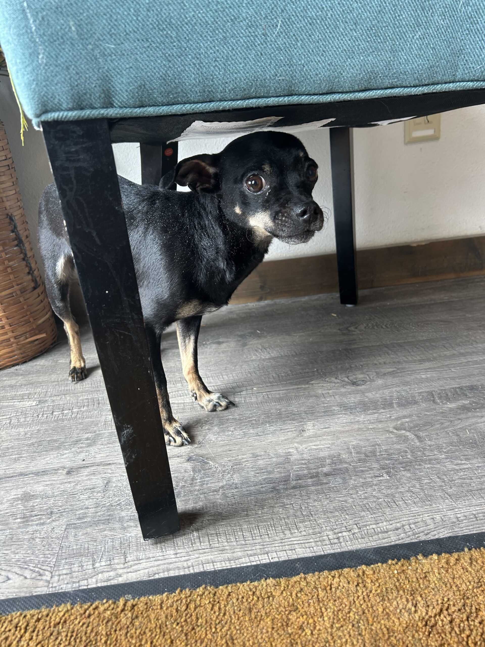 Brush, an adoptable Chihuahua in Dillon, MT, 59725 | Photo Image 1