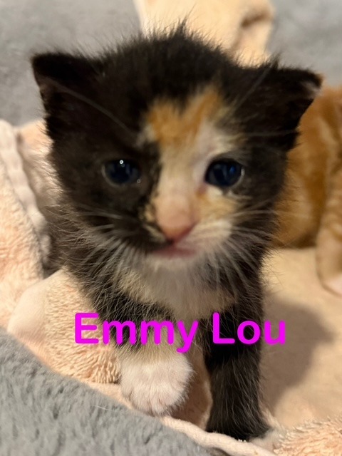 EMMY LOU Kitten (f)