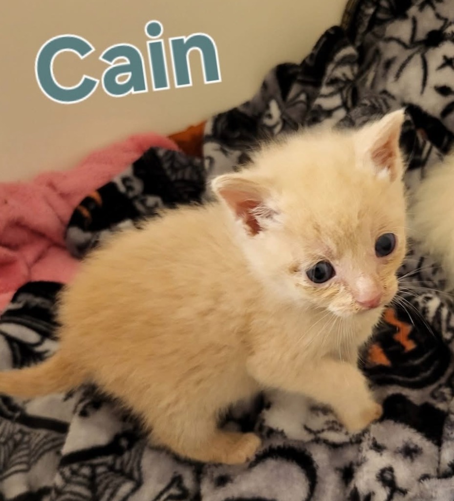 CAIN Kitten (m)