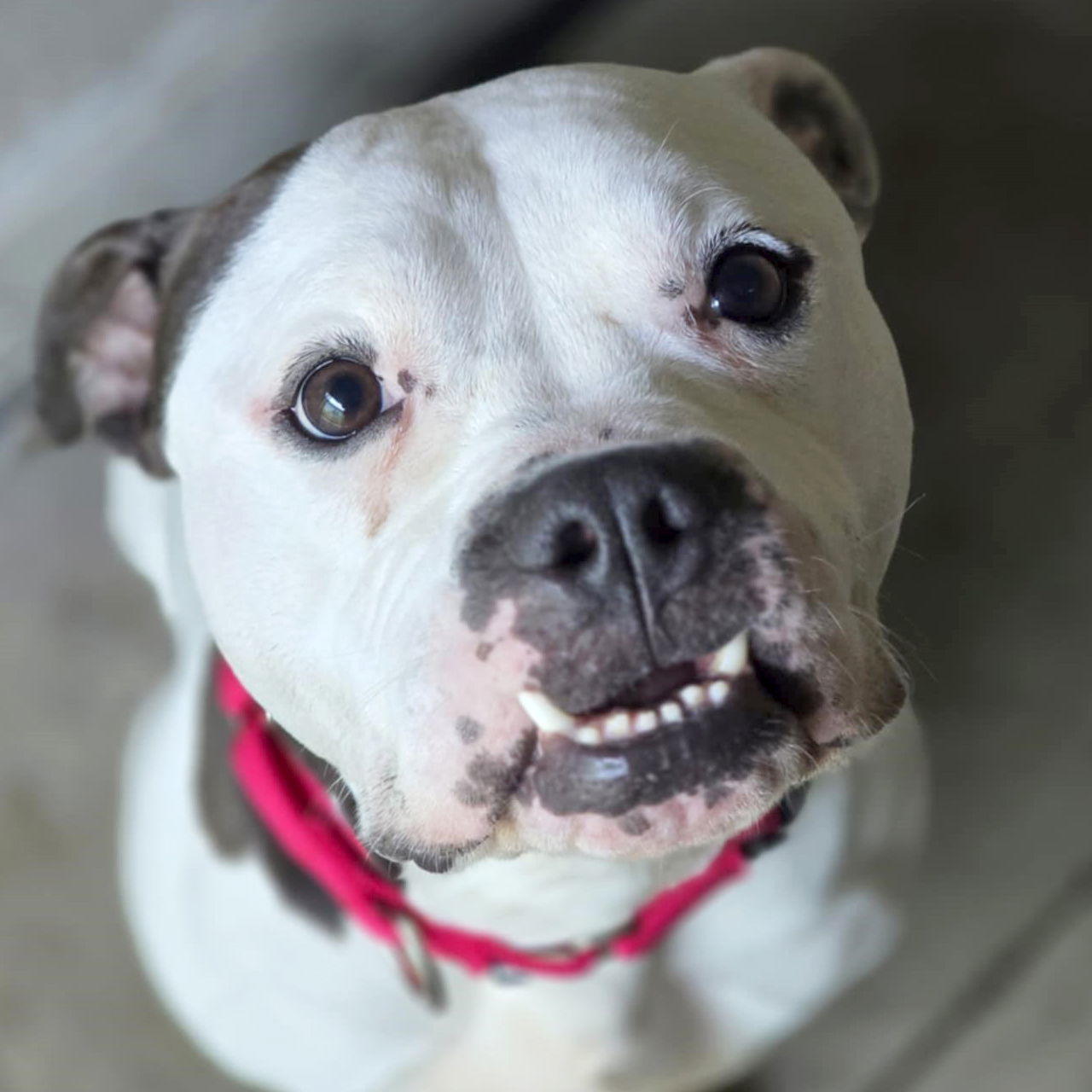Pickles - Name Your Own Adoption Fee!