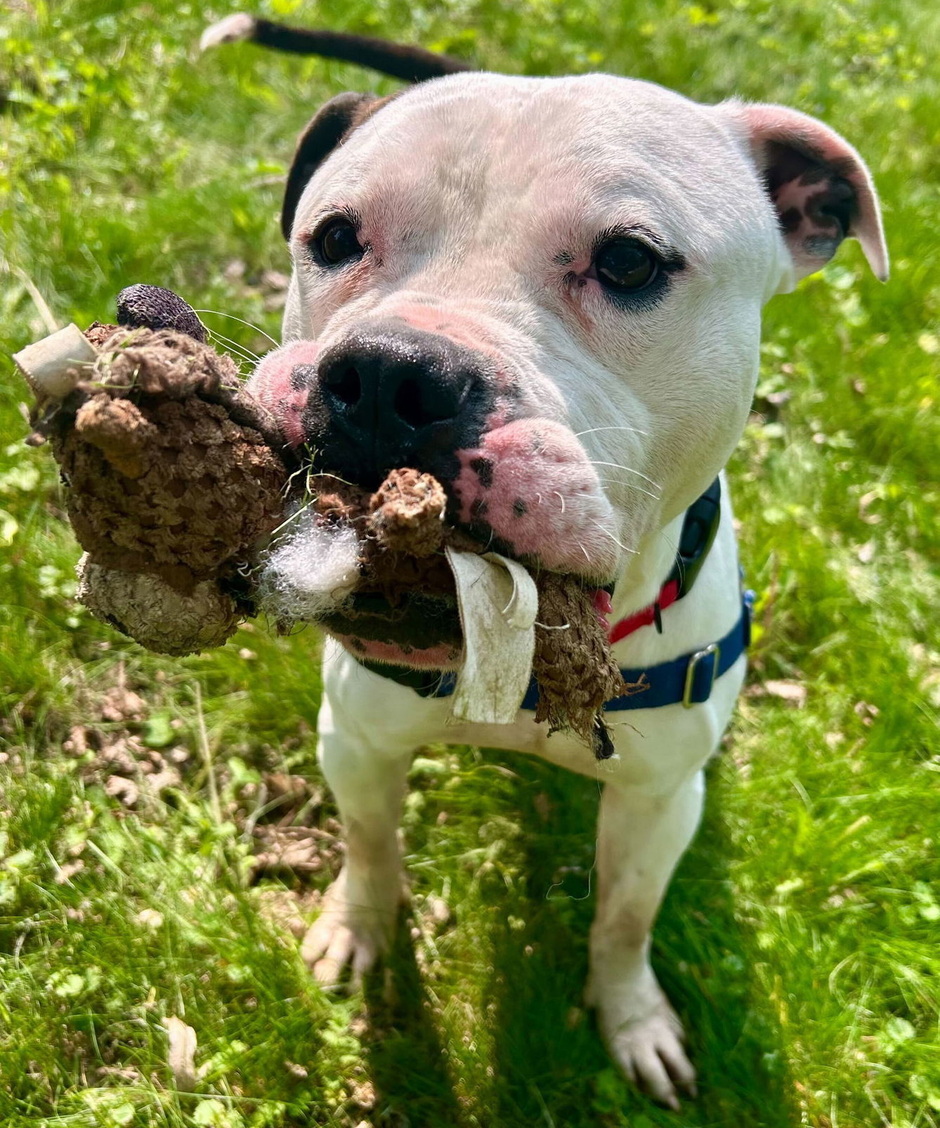 Pickles - Name Your Own Adoption Fee!