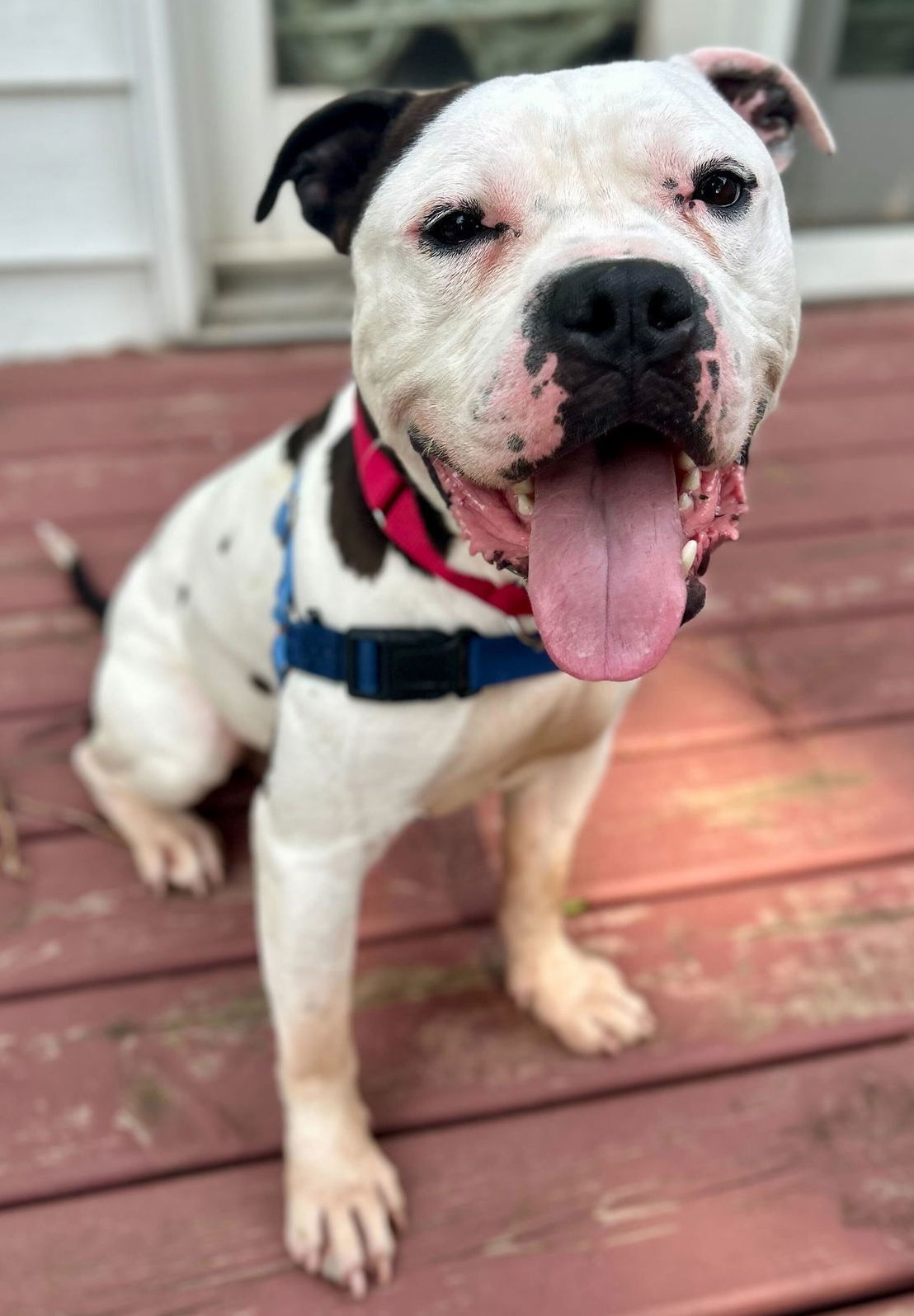 Pickles - Name Your Own Adoption Fee!