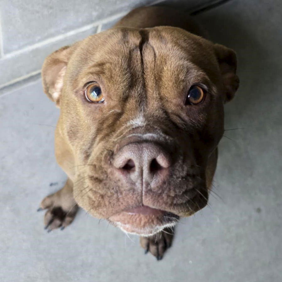 Daisy Mae - Name Your Own Adoption Fee!