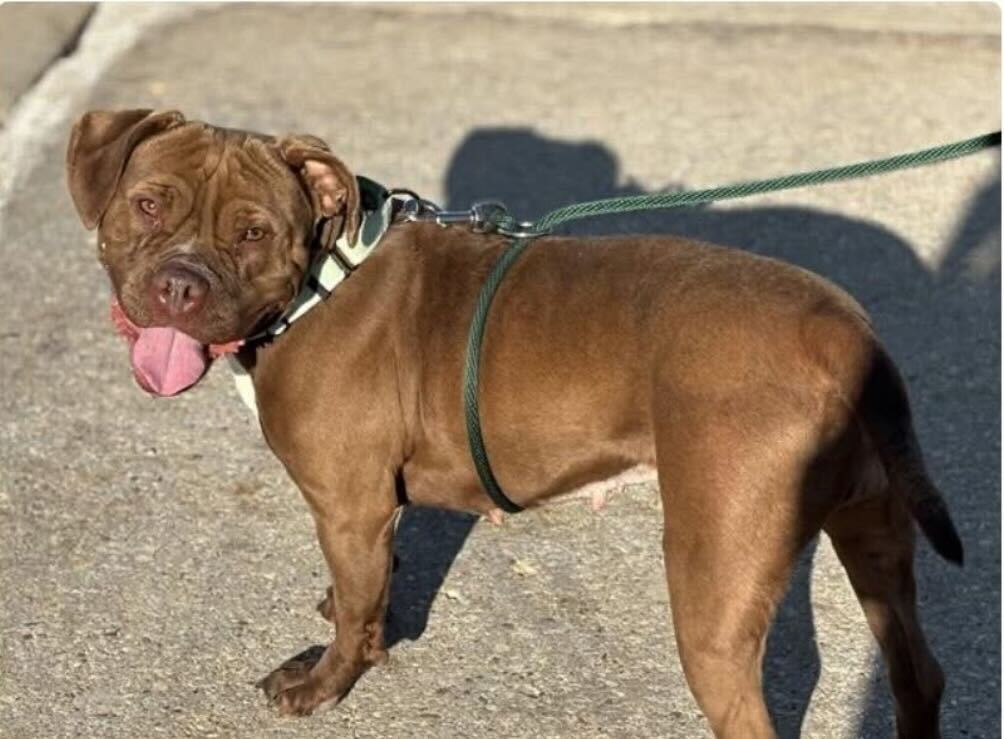 Daisy Mae - Name Your Own Adoption Fee!