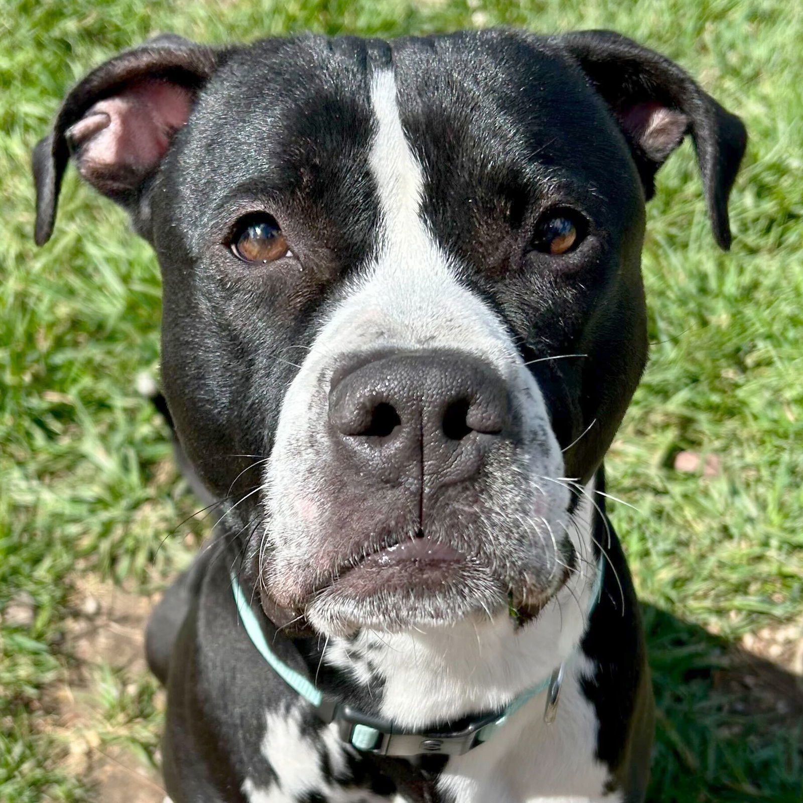 Mid-Night - Name Your Own Adoption Fee!