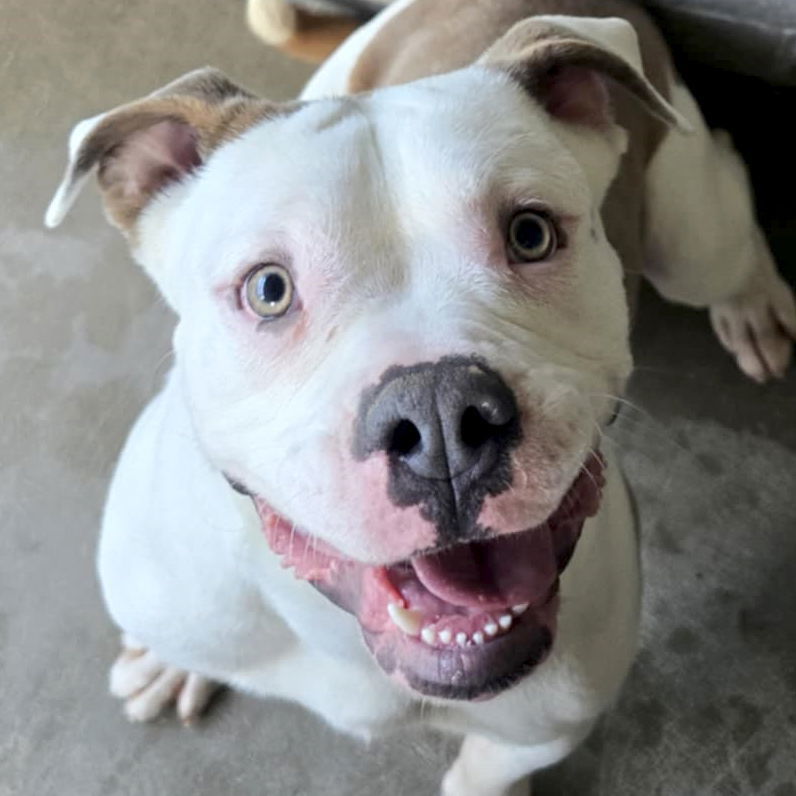 Joey - Name Your Own Adoption Fee!